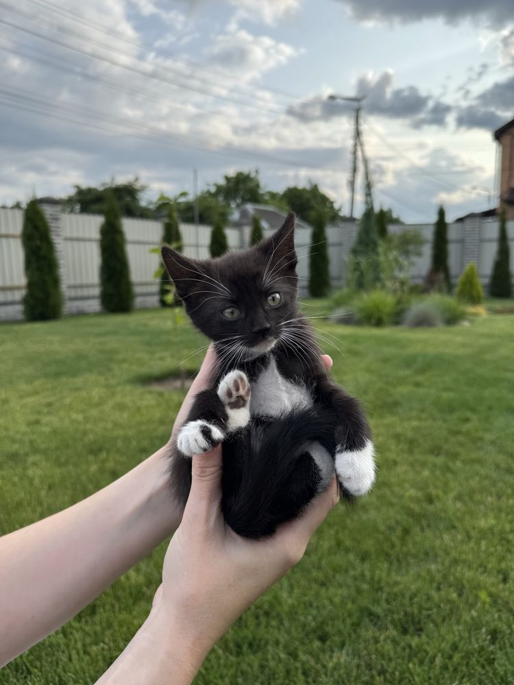Кошенята шукають дім (безкоштовно)