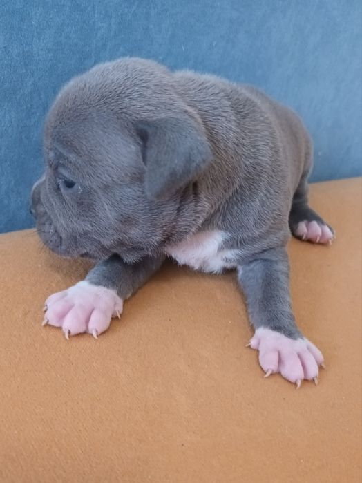 Rodznna Suczka Amstaff Blue