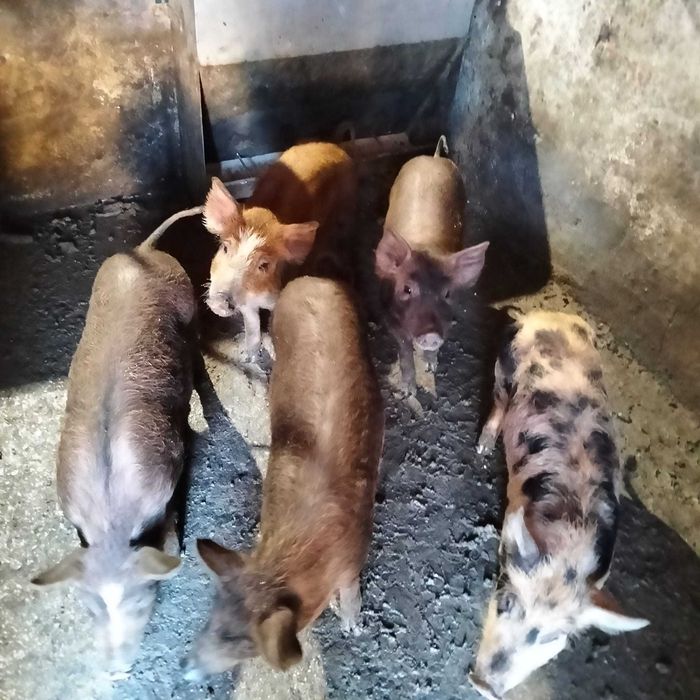 Leitões cruzados de duroc