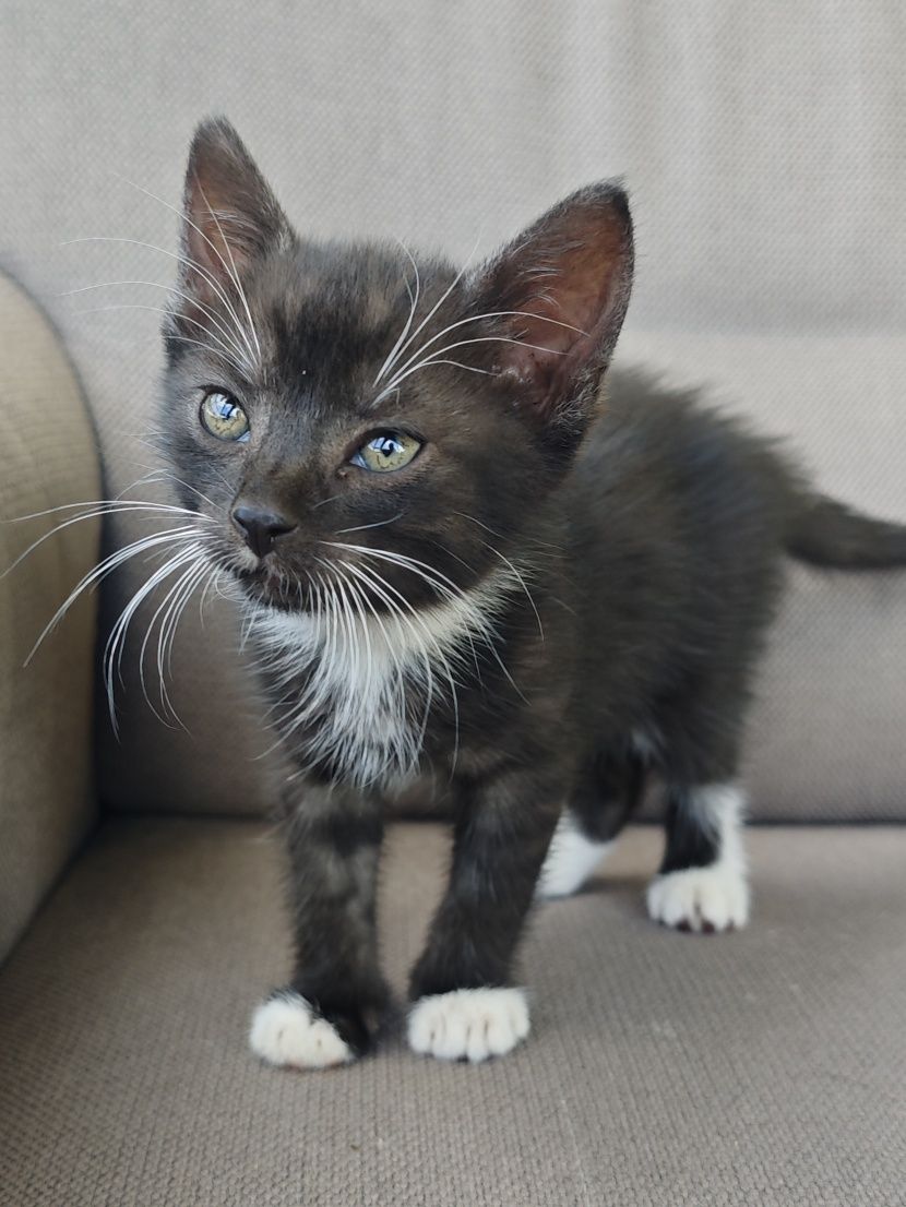 Oddam za darmo kocurka kota Kotek do adopcji