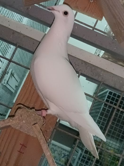 Pombos correios linha antiga