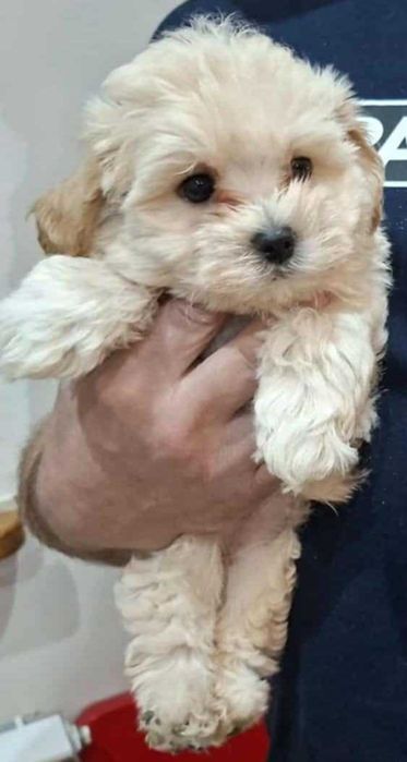 Matipoo Piesek rodzice z badaniami