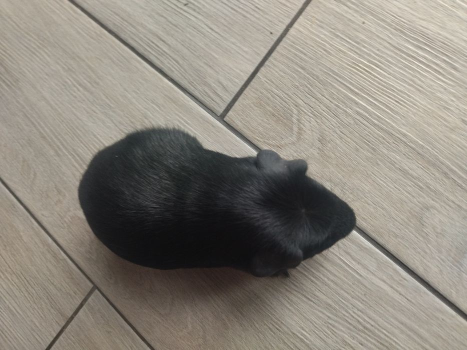 Довгошерстна морська свинка Коронет з розплідника з родоводом