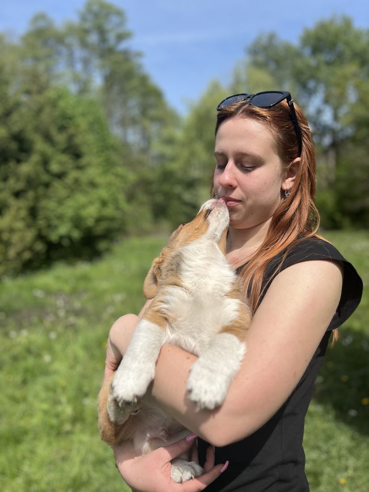 Welsh Corgi Cardigan - Aberforth, chłopiec