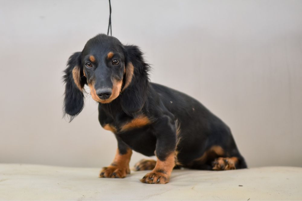 Дівчинка таксюша дш