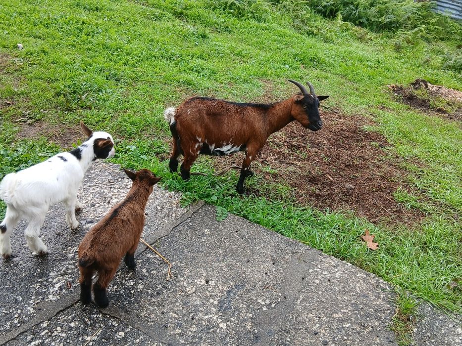 Vendo uma cabra anã com crias