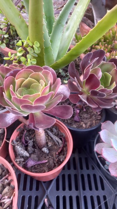 Suculentas baratas