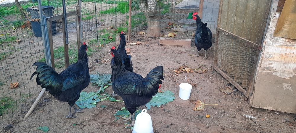 Galo Jersey Gigante  Negro