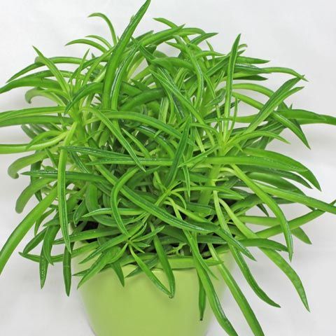 SENECIO Barbertonicus - Planta em vaso - Vários tamanhos desde 15 €