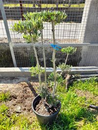 NOVIDADES - Oliveiras para Interiores! / Plantas / Árvores / Jardim