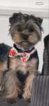 Yorkshire terrier