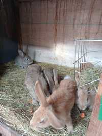 młode króliki mieszańca