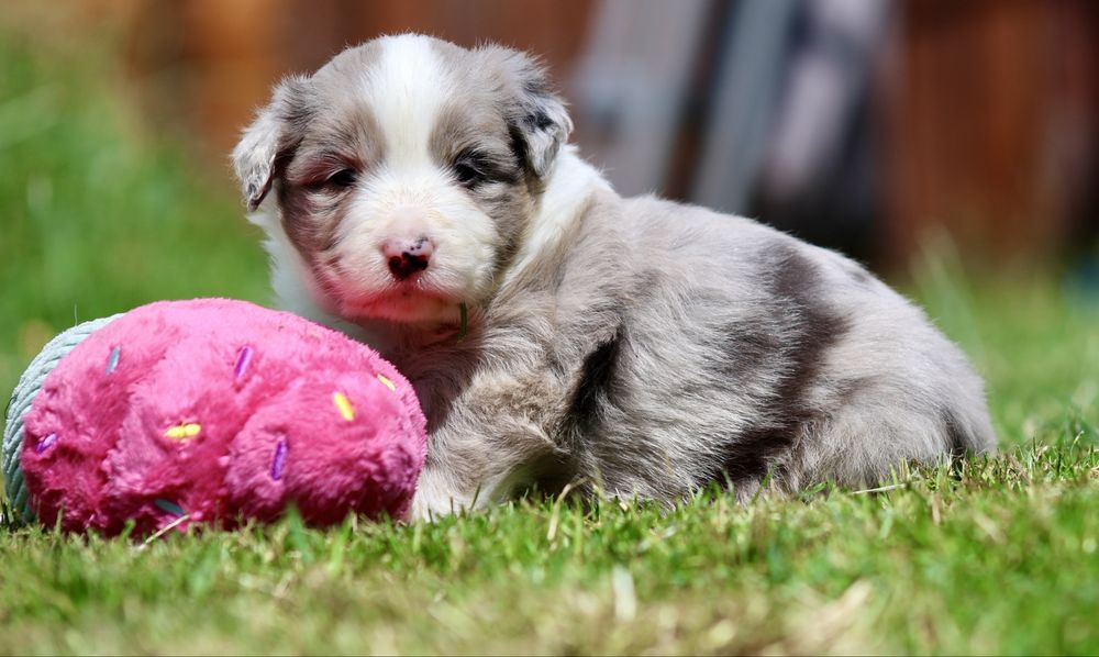 Border Collie ZKwP/FCI cudna dziewczynka