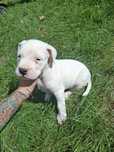 Suczka Dogo Argentino