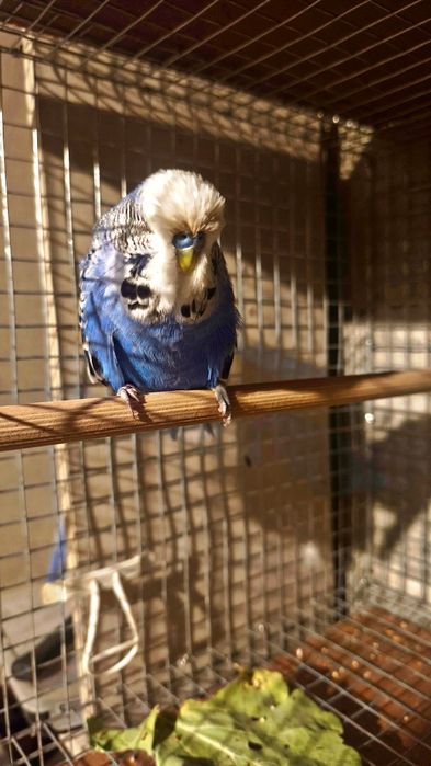 Periquito Inglês macho