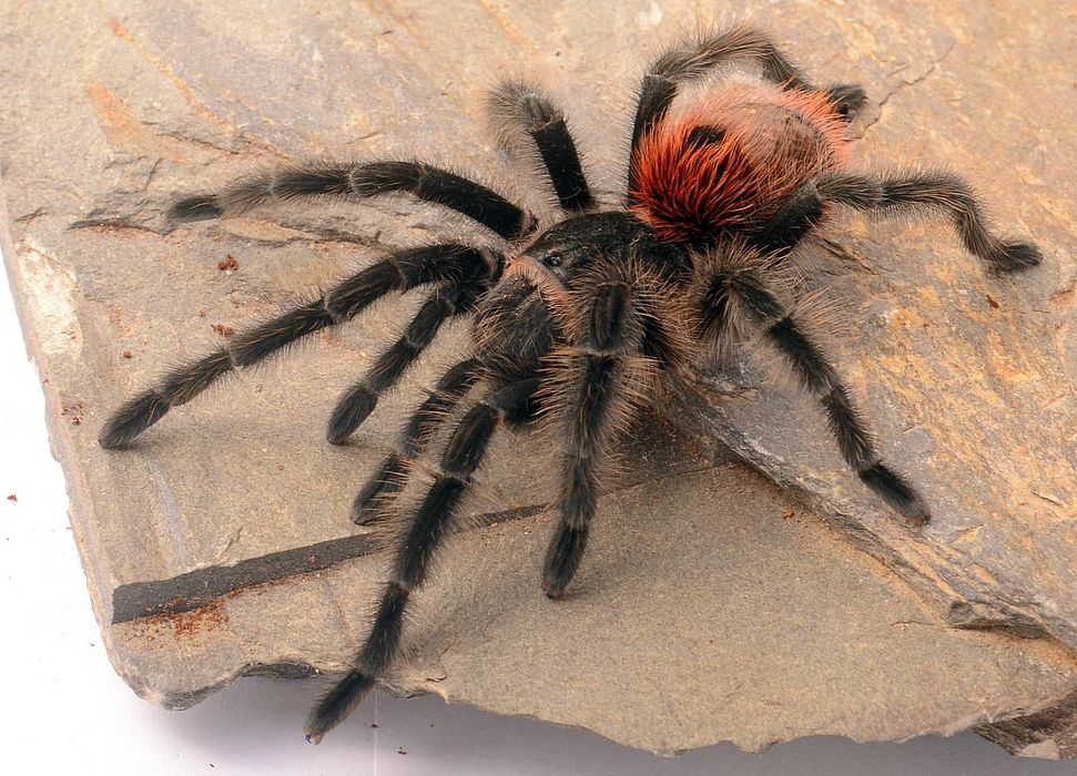 Grammostola iheringi 2/3