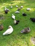 Kaczorki call duck