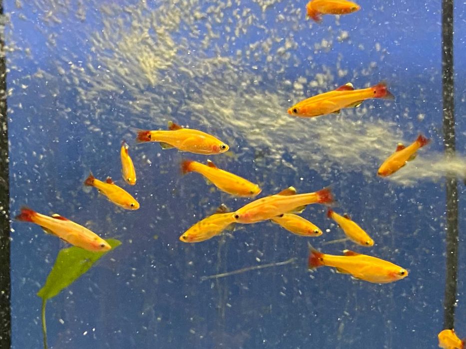 Kardynałek chiński złoty