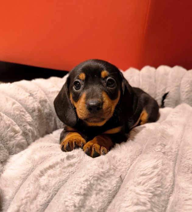 Jamnik miniaturowy krótkowłosy czarny podpalany