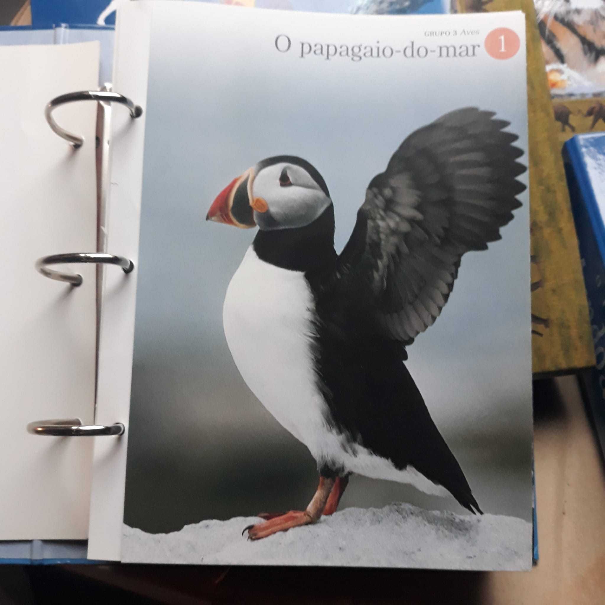 O Fascinante Mundo Animal