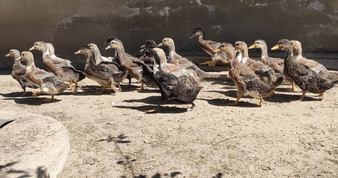 Kaczki staropolskie pisklęta kaczęta