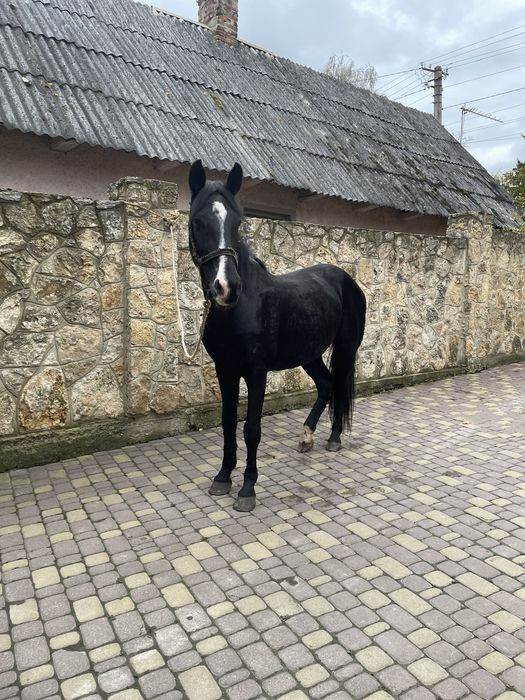 Продам робочу кобилу