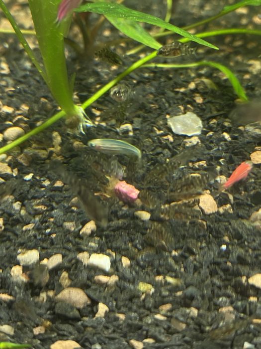 Аквариумная рыбка Цехлида Седжика