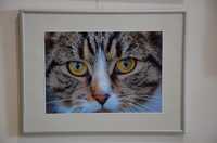 Zdjęcia kotów w ramce, ramka aluminiowa ze szkłem, 2x35,-