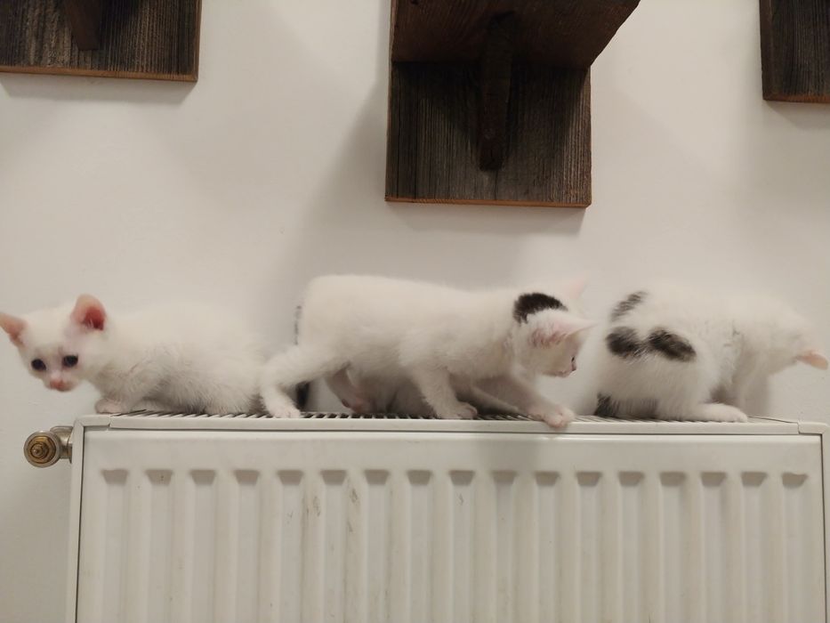Małe białe bialo-czarne koty