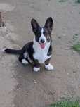 **DOLAR**Welsh Corgi Cardigan XXXS