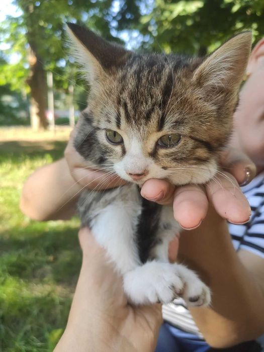 Котята в добрые руки