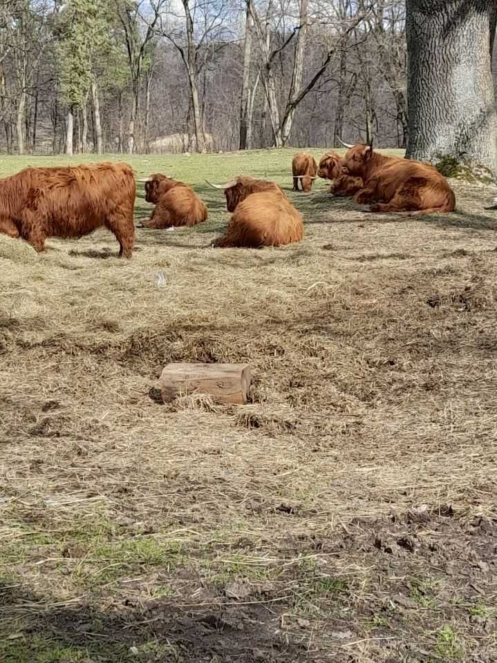 Sprzedam Byczka !!!