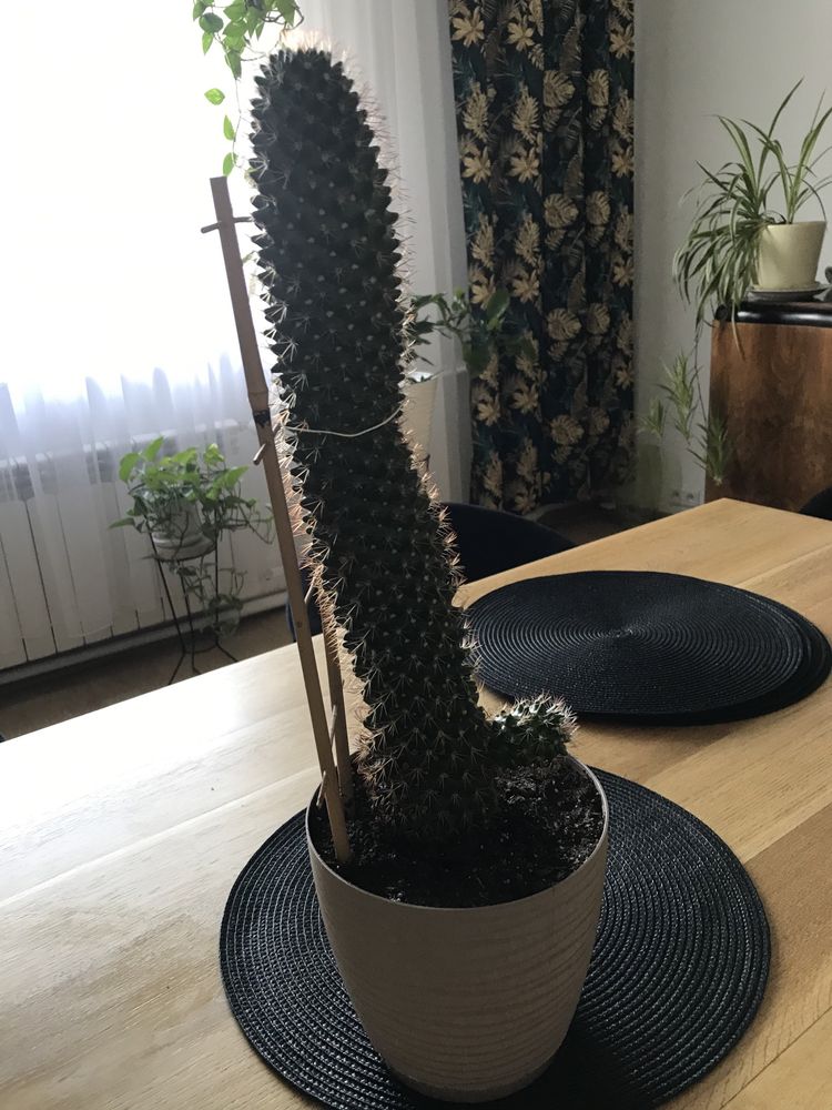 Kaktus namilaria