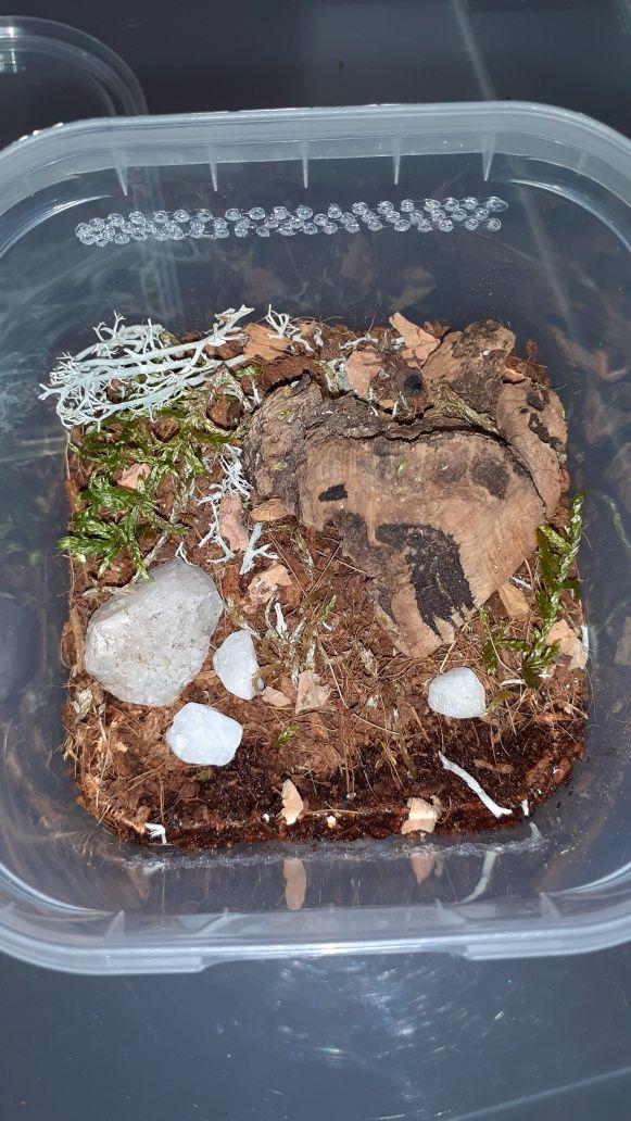 Chilobrachys natanicharum electric blue l1