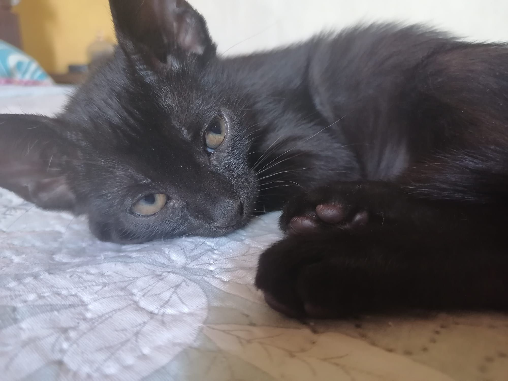 Gatinhos pará dar