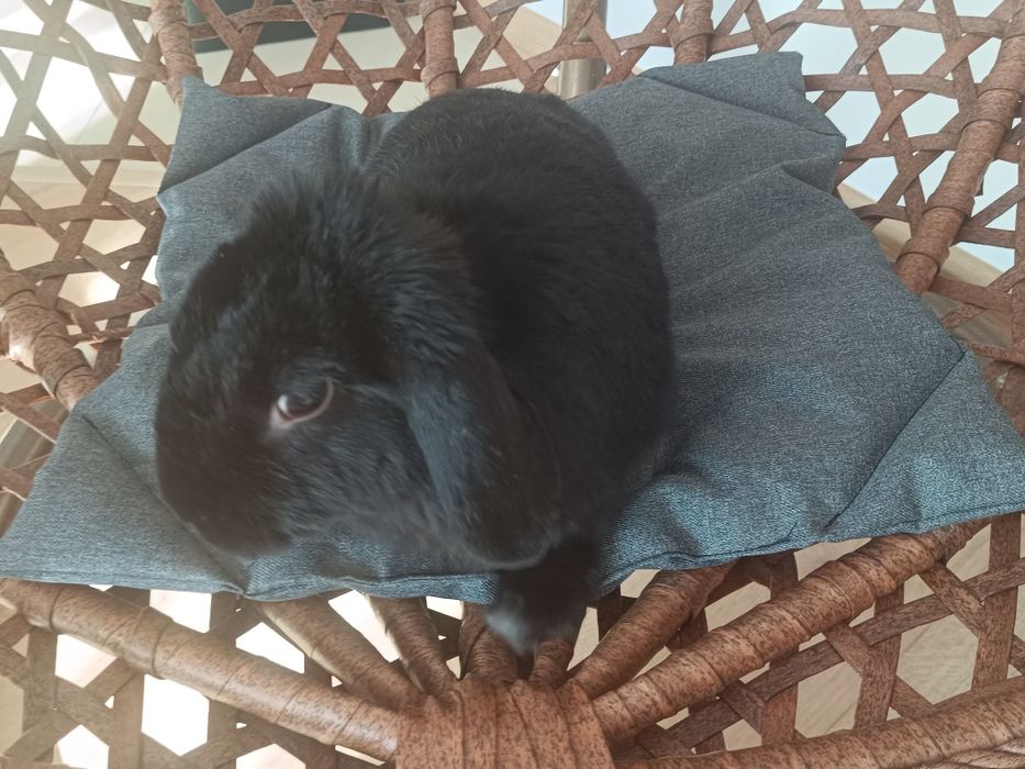 Mata dla królików 45cm/48cm