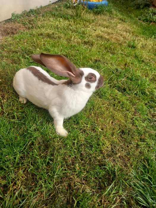 Самчик строкач гавана