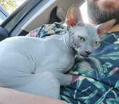 Sphynx para acasalamento