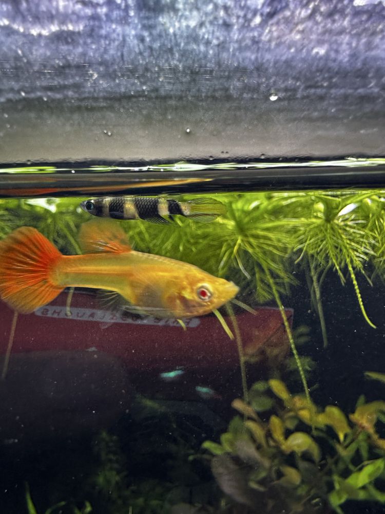 3 casais de clown killifish