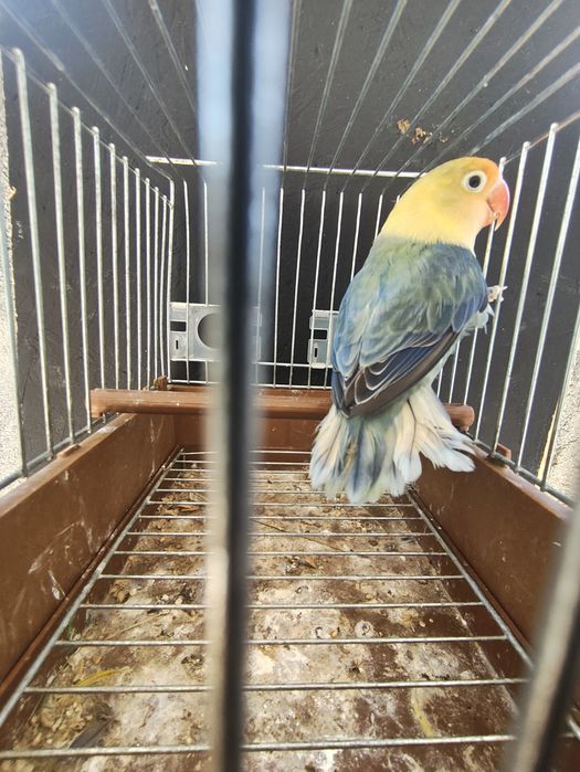 Agapornis Fischeris opalinos