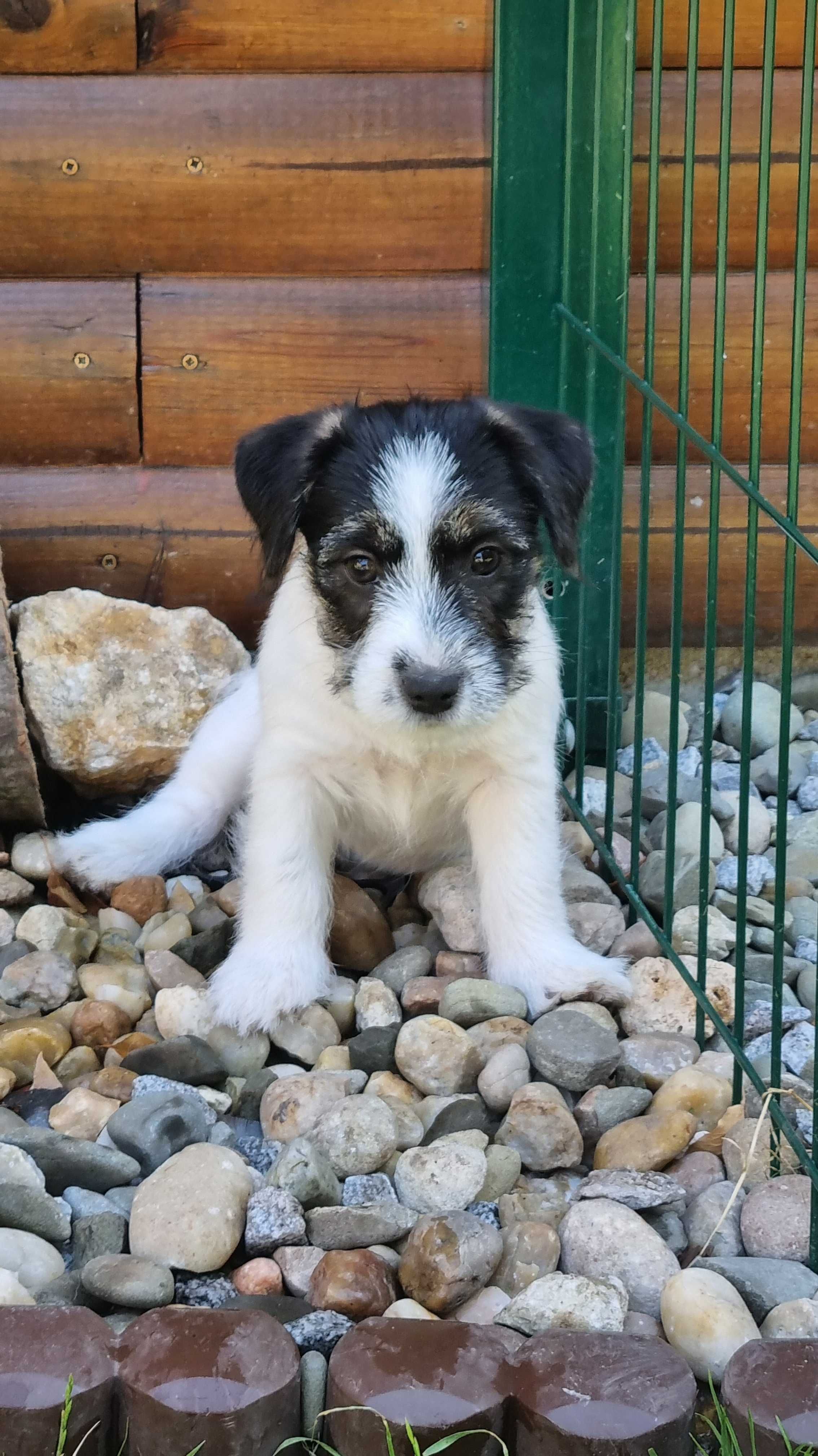 Jacek Russell Terrier FCI  ZKwP
