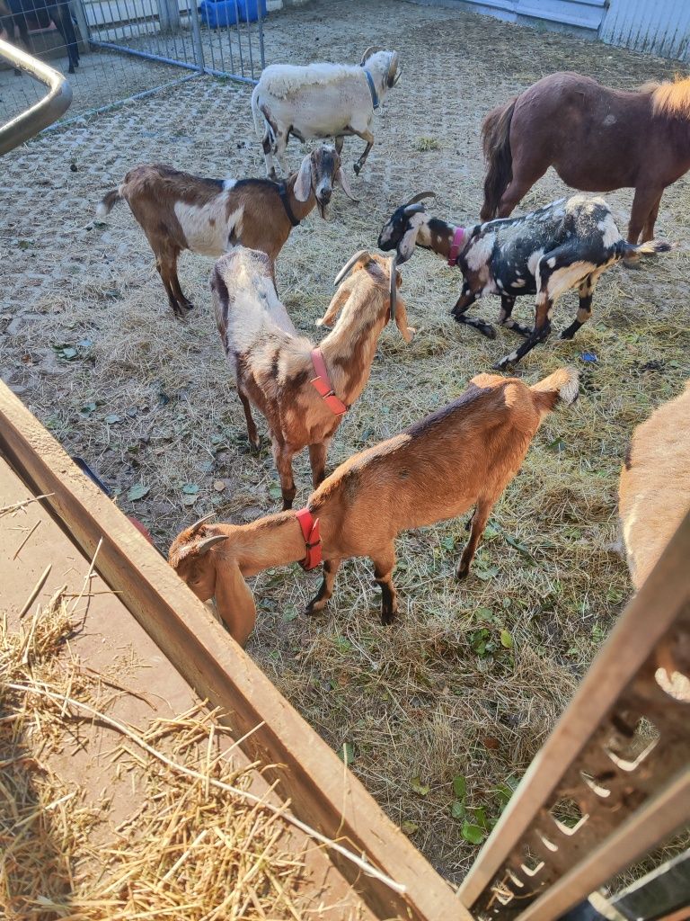 Kozy kozły anglonubijskie