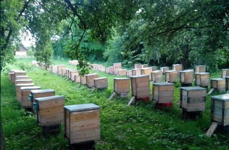 Продам готовий бізнес пасіку