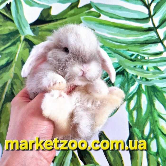 Сіамська висловуха красуня підростає!!!