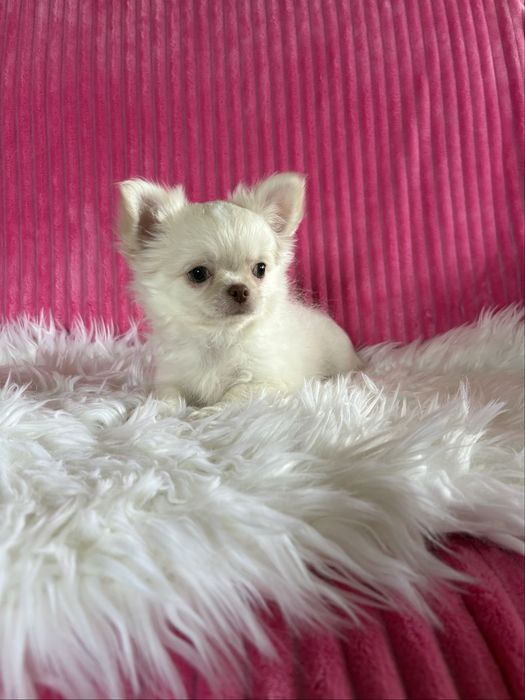Chihuahua  przepiękny mini piesek Nico