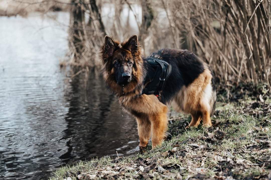 Młoda ONka Hera do adopcji!