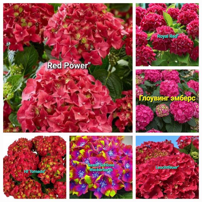 Красотка крупнолистовая гортензия