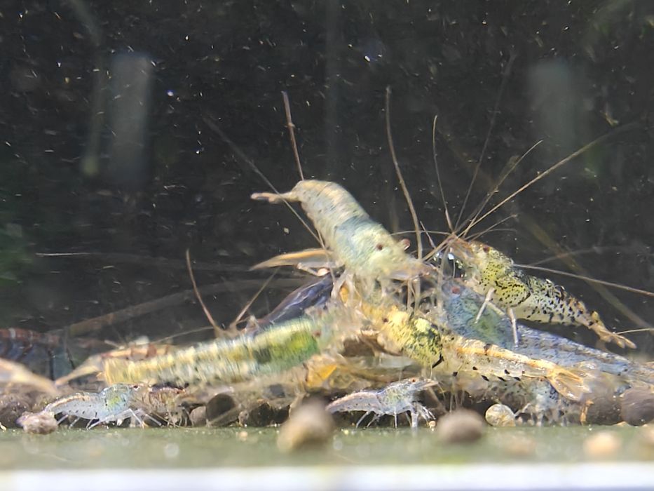 Krewetki Caridina MIKS krewetek
