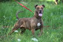 Amstaff do adopcji, sunia
