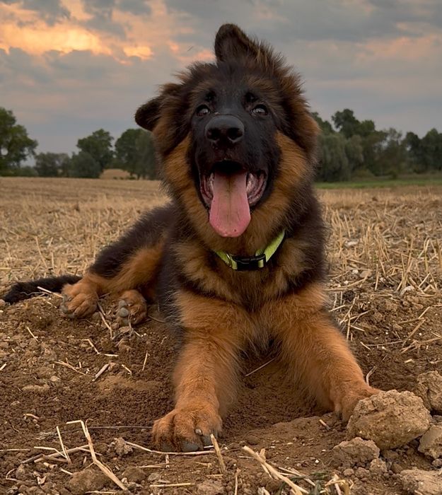 Owczarki Niemieckie Owczarek Niemiecki KLASA